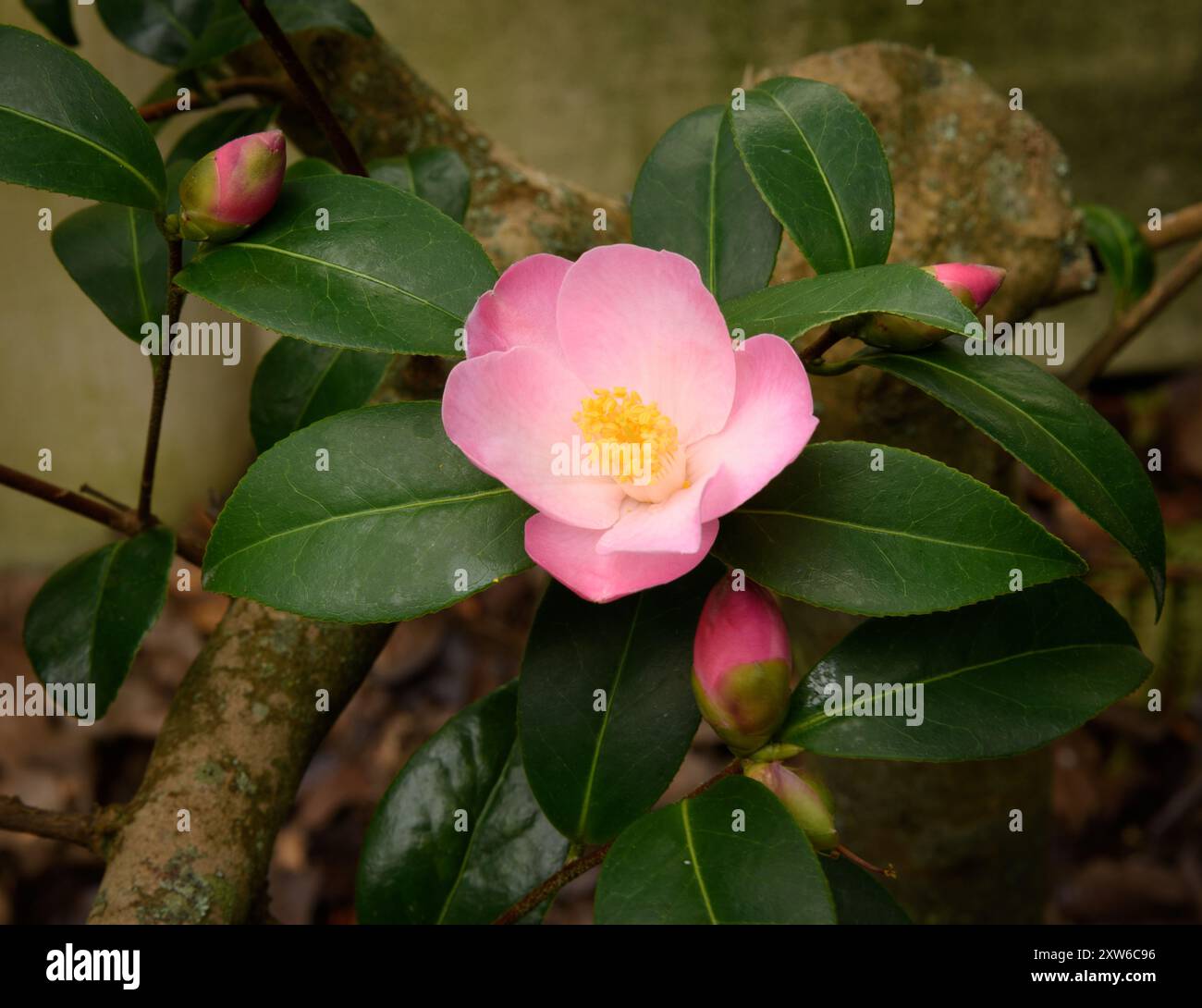 Camellia picardii hydrid „Herbstherald“. Frühe Blüte im Mittel- bis Spätwinter in Neuseeland, wo sie 1993 erstmals registriert wurde. Stockfoto