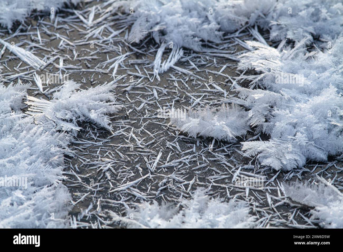 Es ist sehr kalt. Eiskristalle bedeckten die Oberfläche des dunklen Flusseises mit einer flauschigen Decke. Die niedrige Wintersonne erleuchtet die Kristalle. Stockfoto