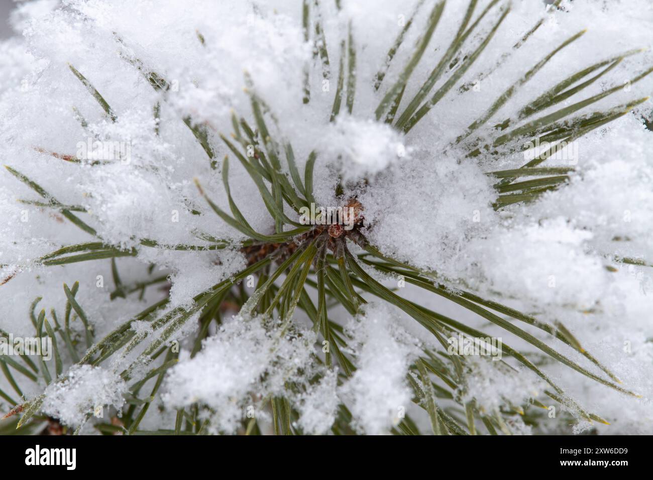Weicher flauschiger Schnee bedeckte den Kiefernzweig im Winter, Nahaufnahme Stockfoto