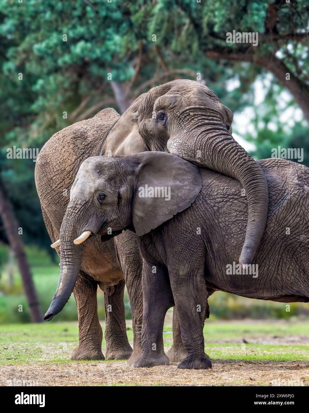 Die beiden afrikanischen Elefanten interagieren liebevoll in einer üppigen grünen Umgebung. Stockfoto