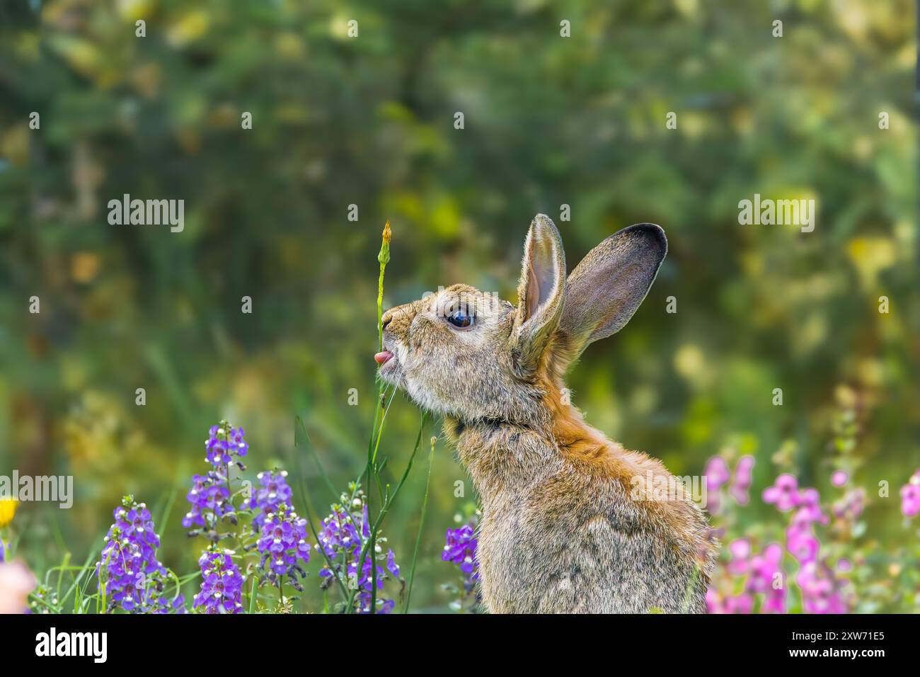 Europäisches Wildkaninchen, Oryctolagus cuniculus, riecht und leckt einen Stiel von Kleinhawksbart, Crepis capillaris, zwischen einem violetten und roten Su Stockfoto