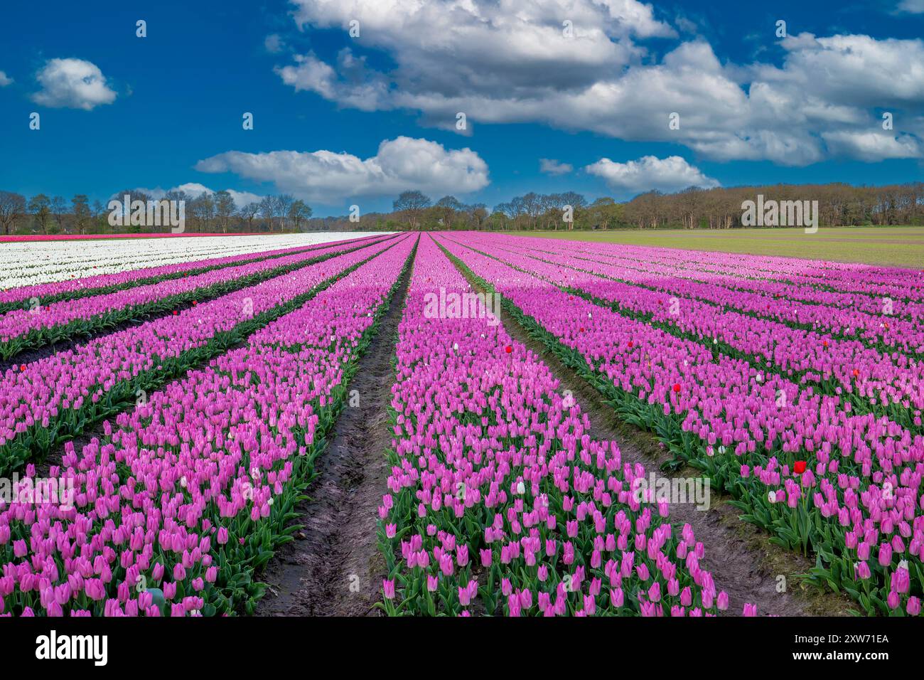 Landschaft niederländisches Blumenzwiebelfeld mit einer wachsenden, doppelt rosa gelben frühen Tulpensorte namens Light Pink Prince in engen vertikalen Linien zum Horizont Stockfoto