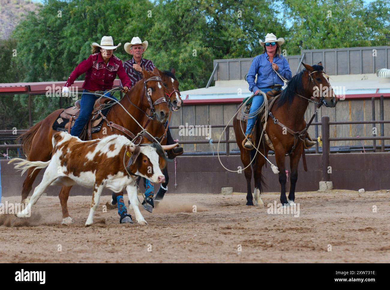 USA. ARIZONA. TUCSON. WEISSE HENGSTRANCH. COWBOY UND COWGIRL ÜBEN BEI LASSO, EINER KUH Stockfoto