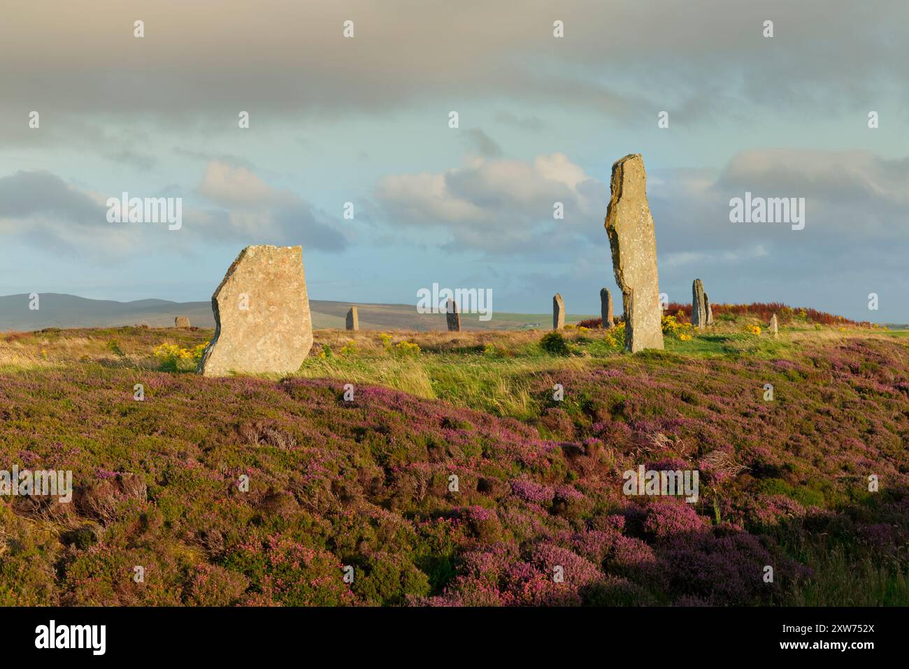 Ring des Brodgar-Steinkreises im Spätsommer, Orkney-Inseln Stockfoto