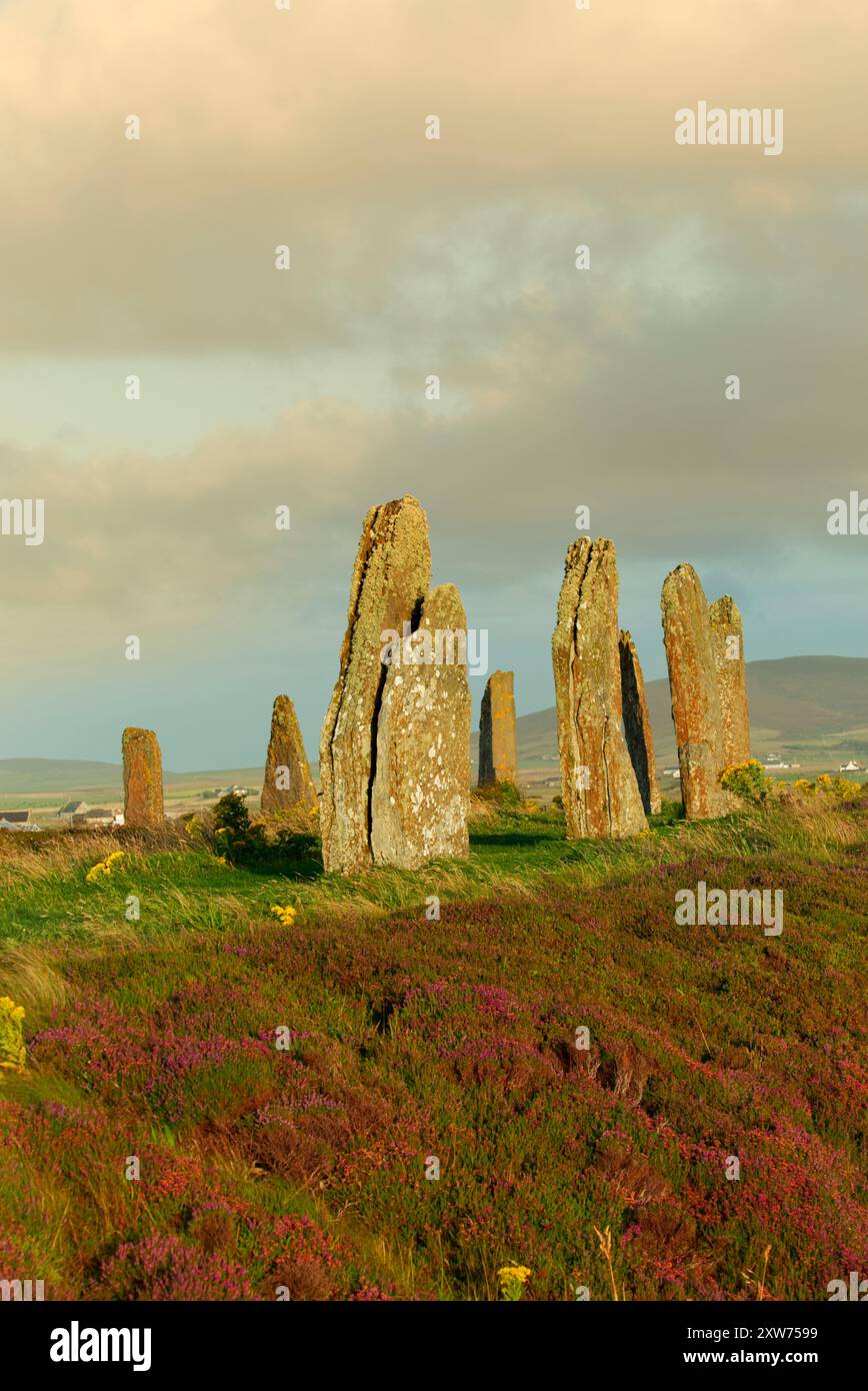 Ring des Brodgar-Steinkreises im Spätsommer, Orkney-Inseln Stockfoto