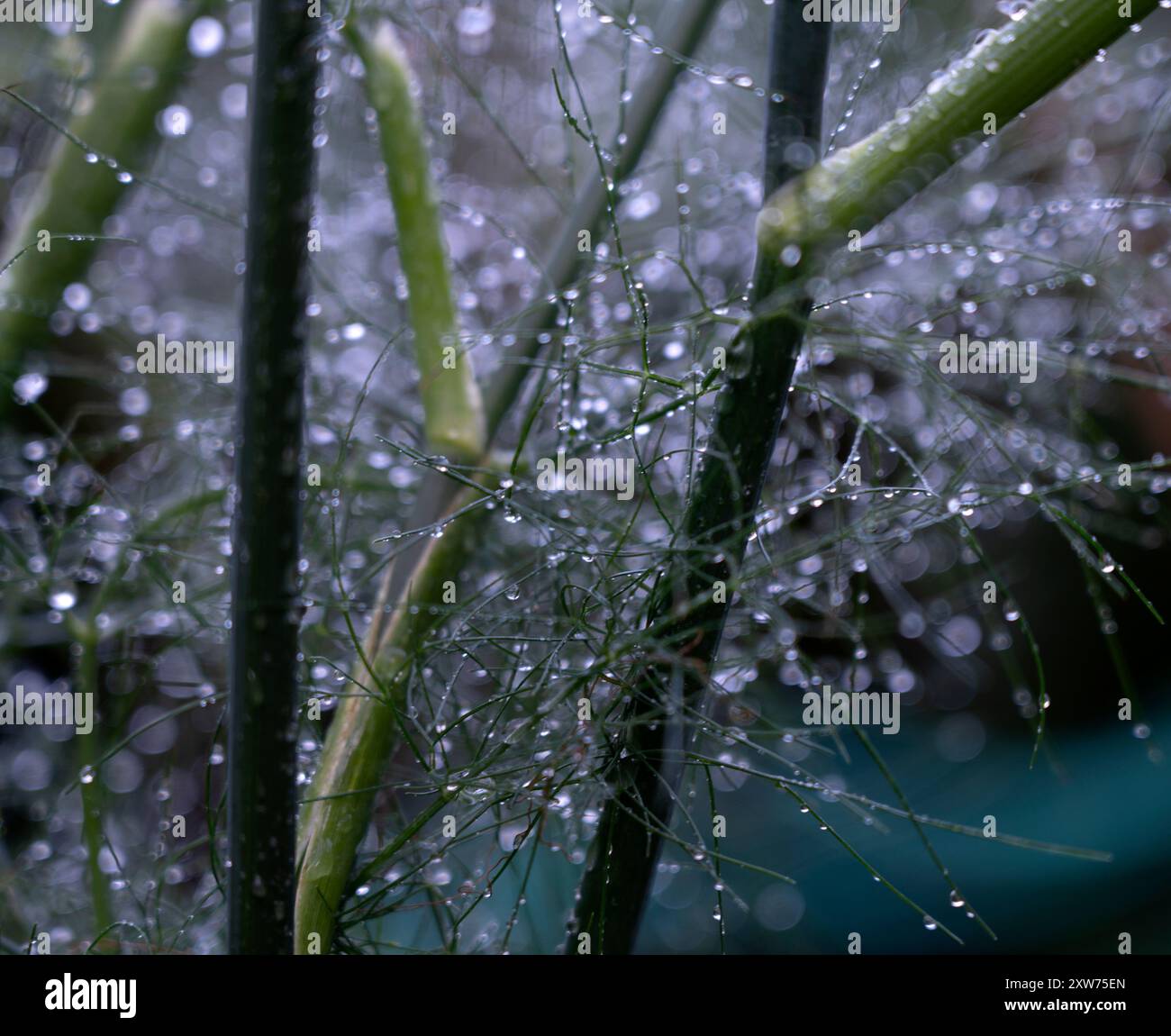 Wassertröpfchen auf Fenchelstielen Stockfoto