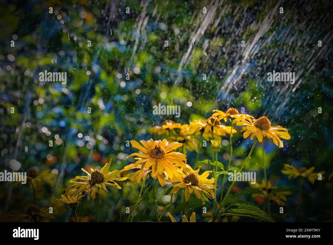 Blume unter Wassersprenger Stockfoto
