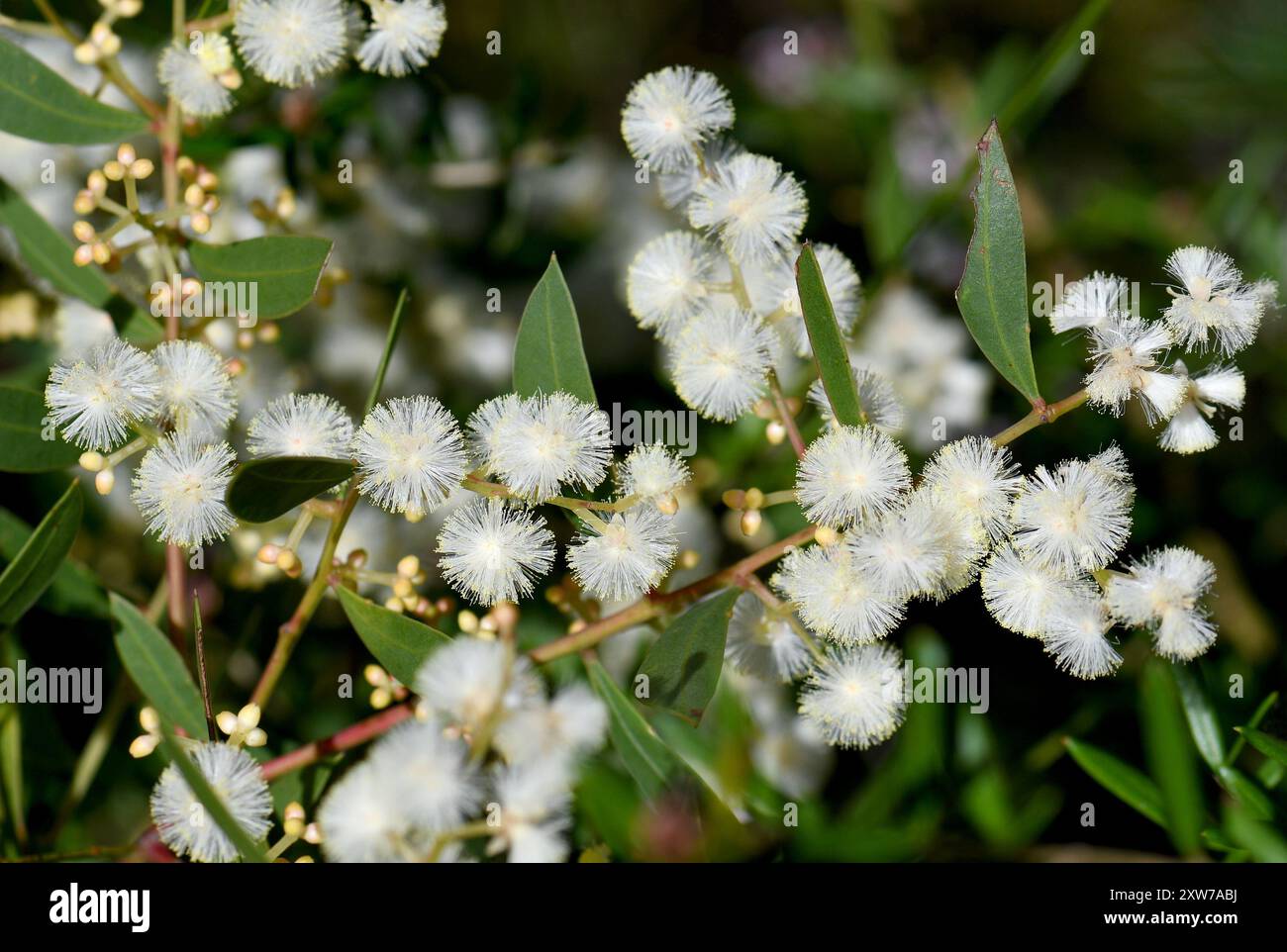 Nahaufnahme von Cremeblüten und charakteristischen Blättern oder Stämmen der australischen Myrtle Wattle, Acacia myrtifolia, Familie Fabaceae Stockfoto