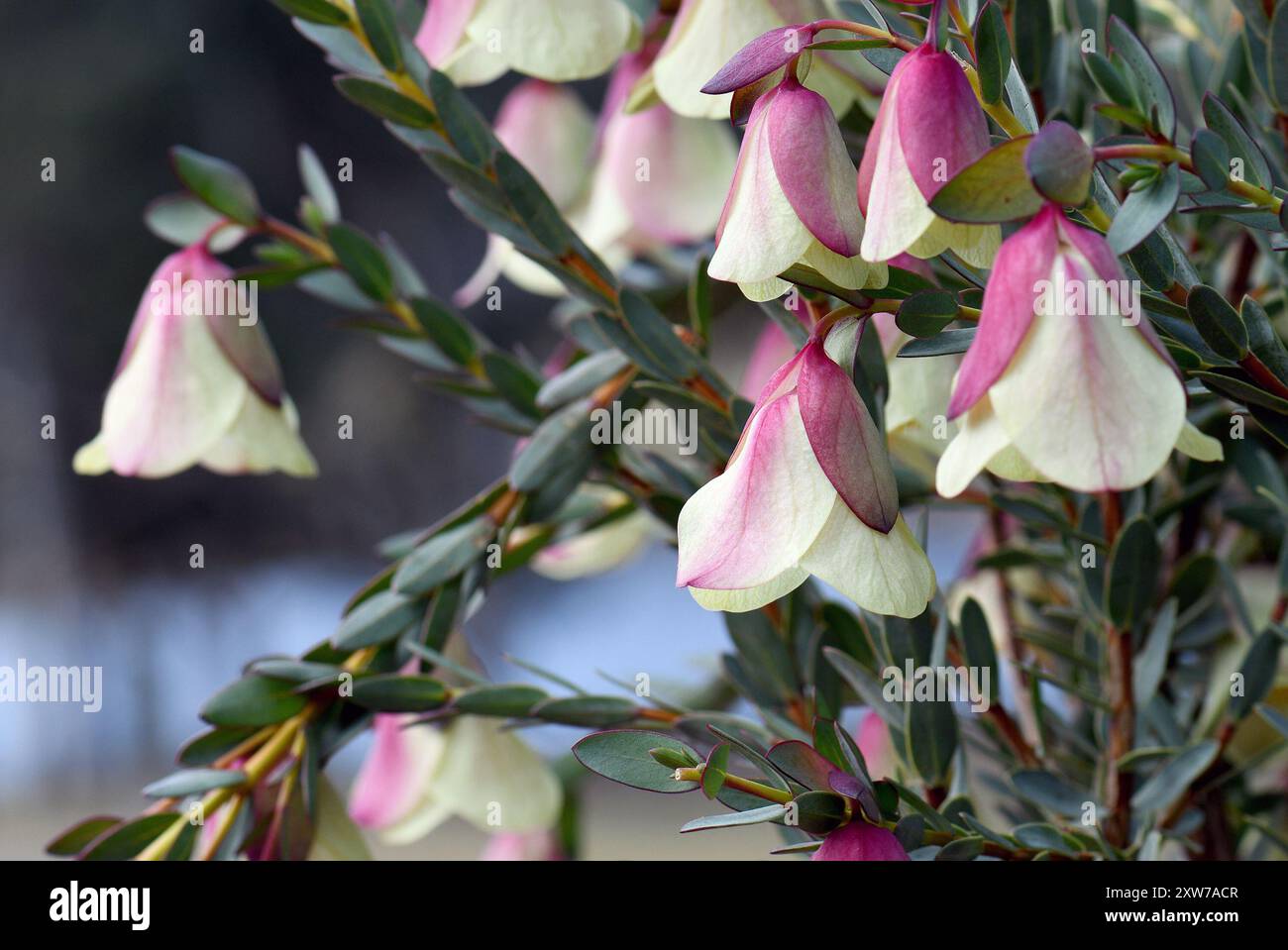 Grosse Glockenblumen der australischen Pimelea physodes, Familie Thymelaeaceae. Der gebräuchliche Name ist Qualup Bell. Endemisch im Süden von West Australia Stockfoto