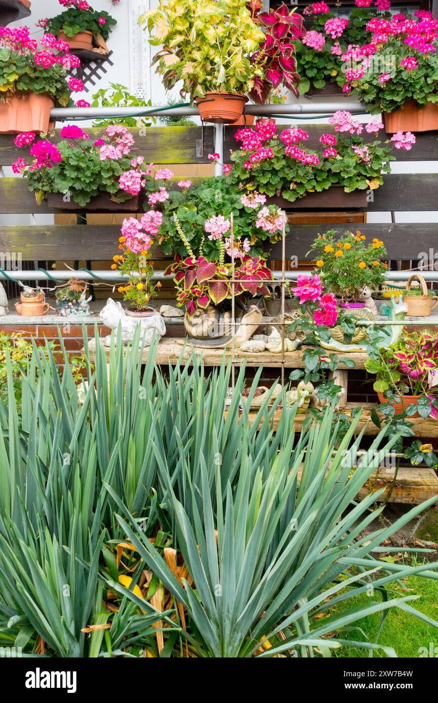 Hölzerne Veranda im Garten mit Blumentöpfen mit blühenden Pflanzen - Pelargonien Stockfoto