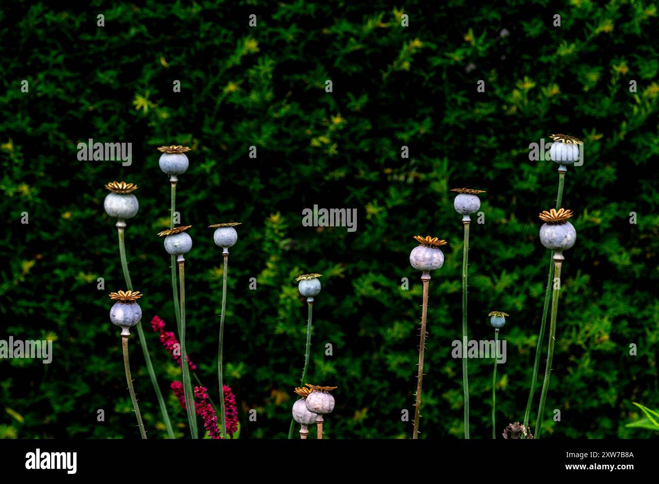Getrocknete Mohn-Samen-Köpfe Stockfoto