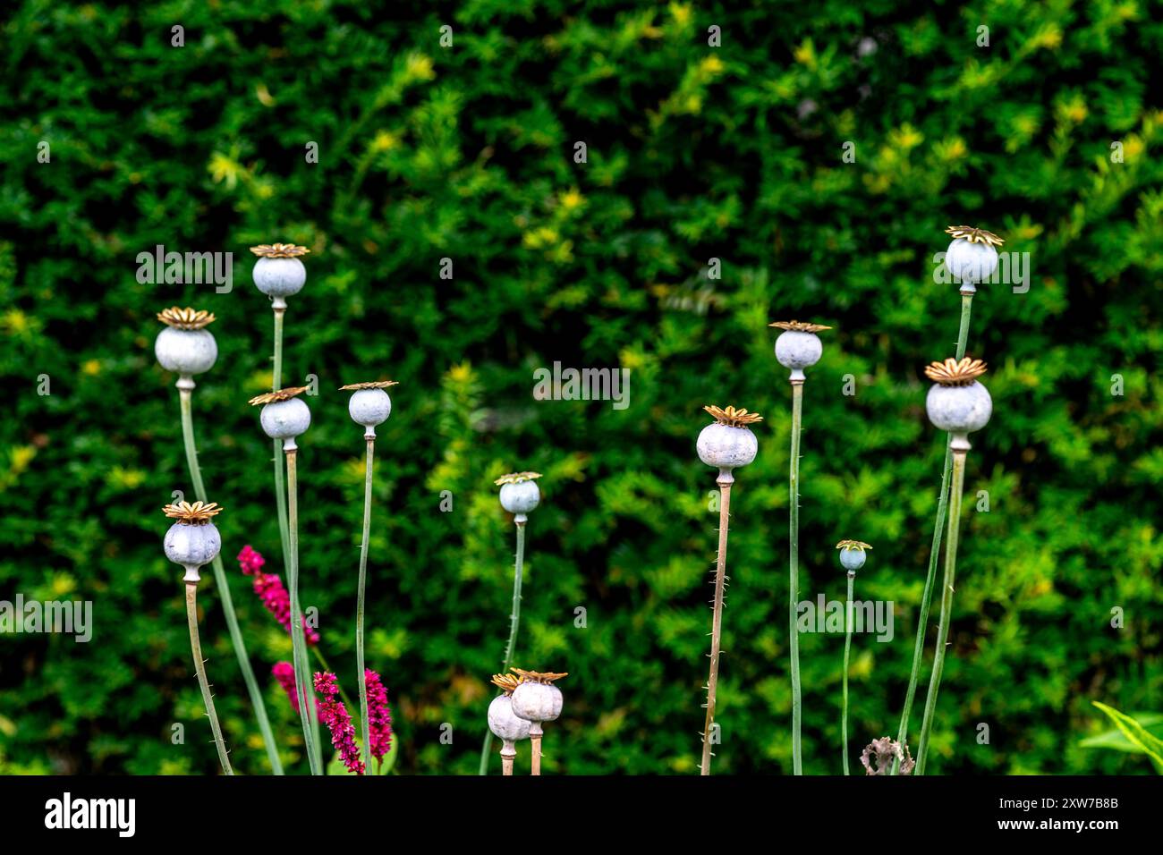 Getrocknete Mohn-Samen-Köpfe Stockfoto