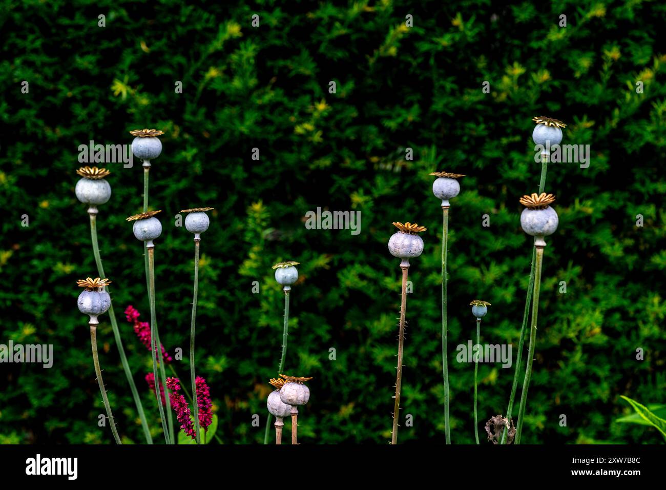 Getrocknete Mohn-Samen-Köpfe Stockfoto