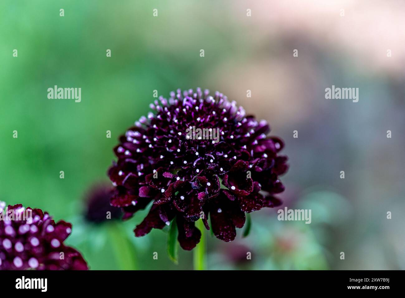 Scabiosa Atropurpurea (Schwarzer Ritter) Stockfoto