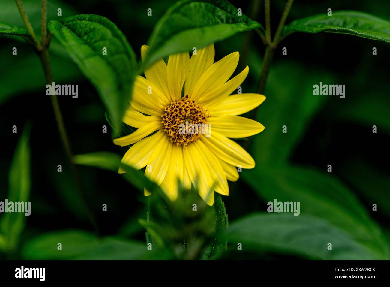 Sonnenblume mit dünnem Blatt (Helianthus decapetalus) Stockfoto