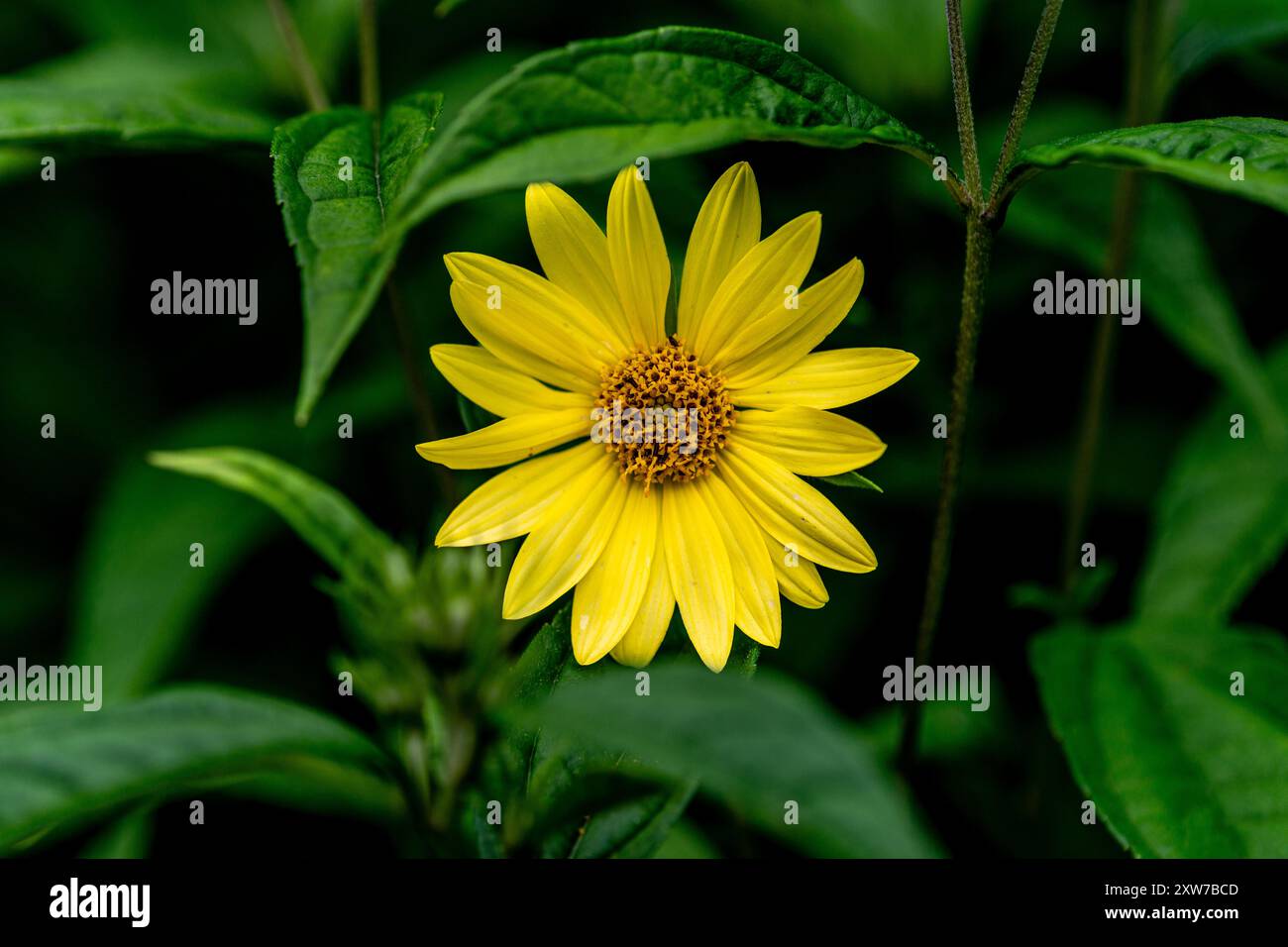 Sonnenblume mit dünnem Blatt (Helianthus decapetalus) Stockfoto