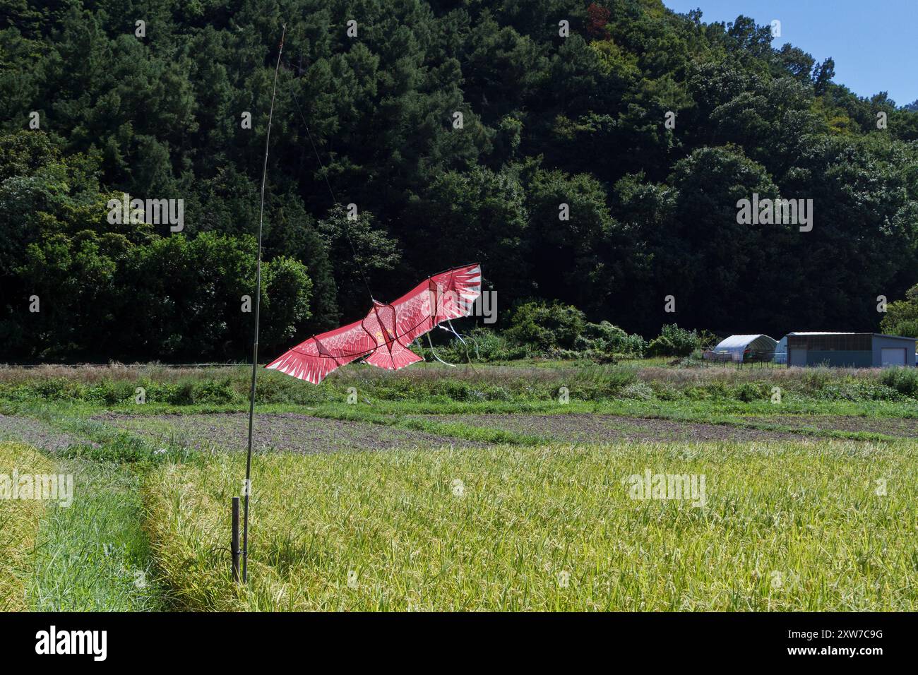 Ein Drachen in der Form eines Raubvogels, der Krähen und andere Vögel davon abhält, die Ernte zu fressen, fliegt über Reisfelder im ländlichen Nagano, Japan. Stockfoto