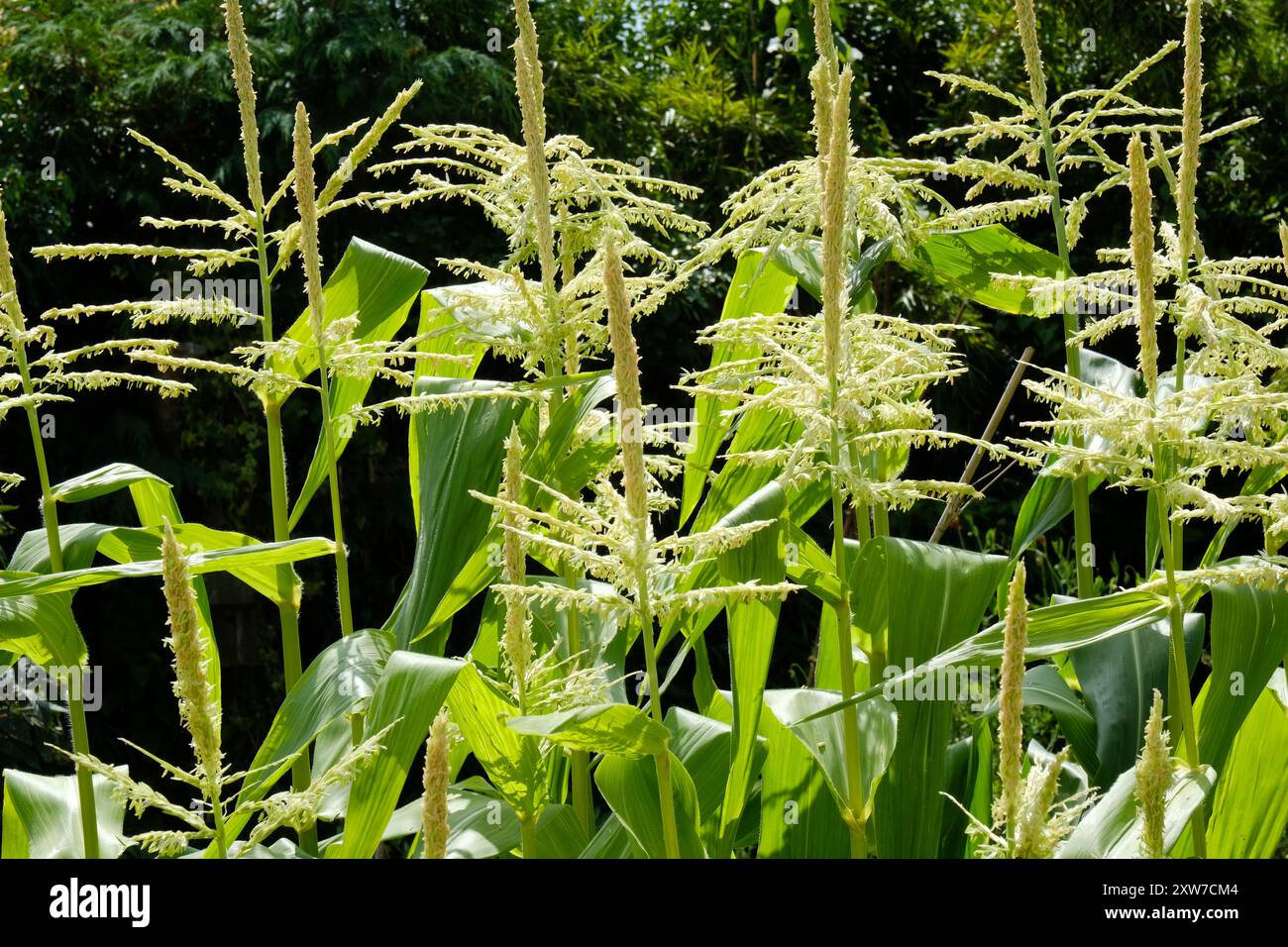 Junge Zuckermaispflanzen wachsen in einem Küchengarten - John Gollop Stockfoto