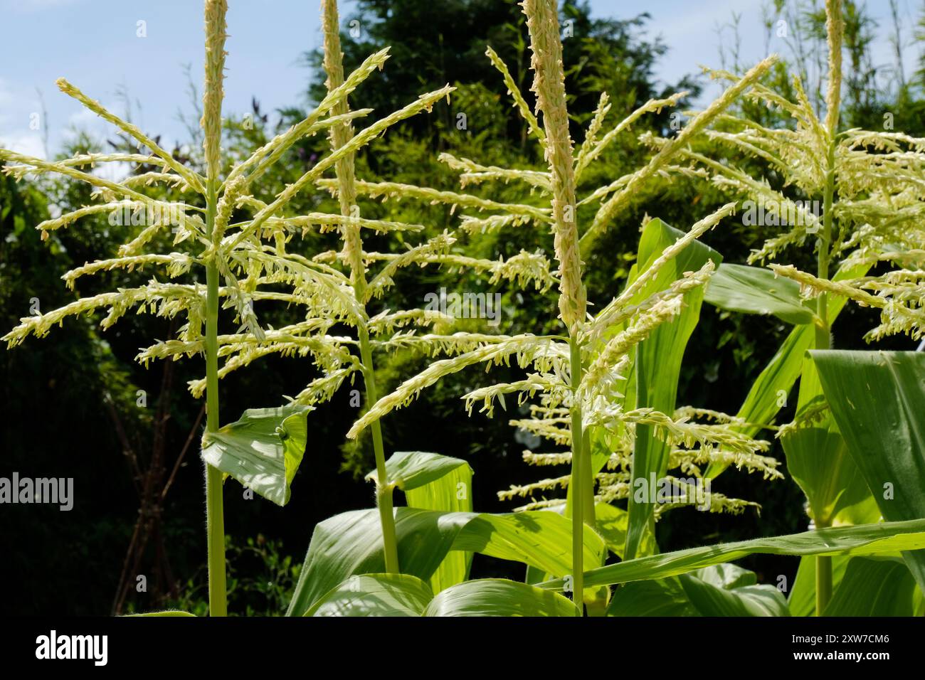 Junge Zuckermaispflanzen wachsen in einem Küchengarten - John Gollop Stockfoto