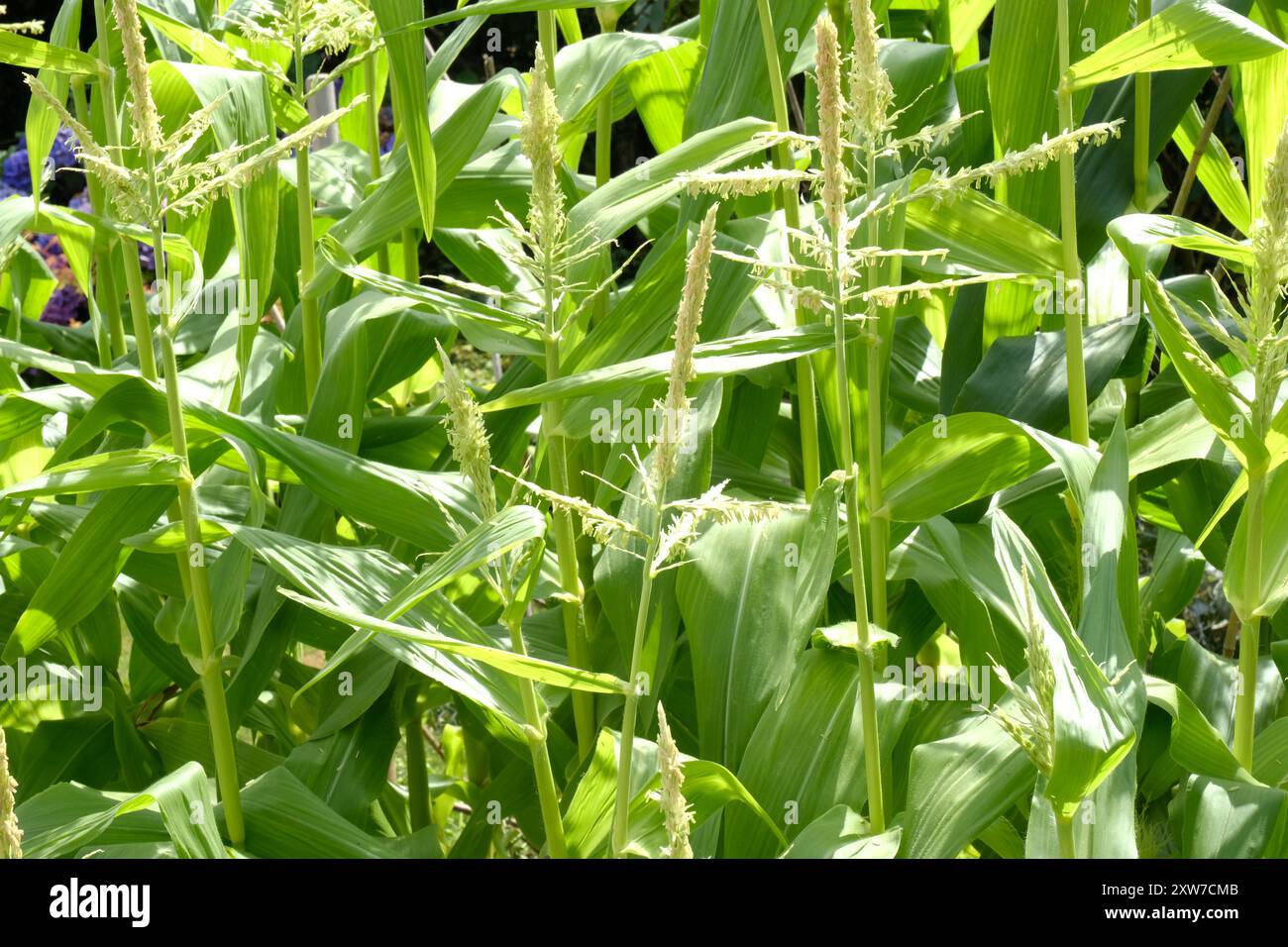Junge Zuckermaispflanzen wachsen in einem Küchengarten - John Gollop Stockfoto
