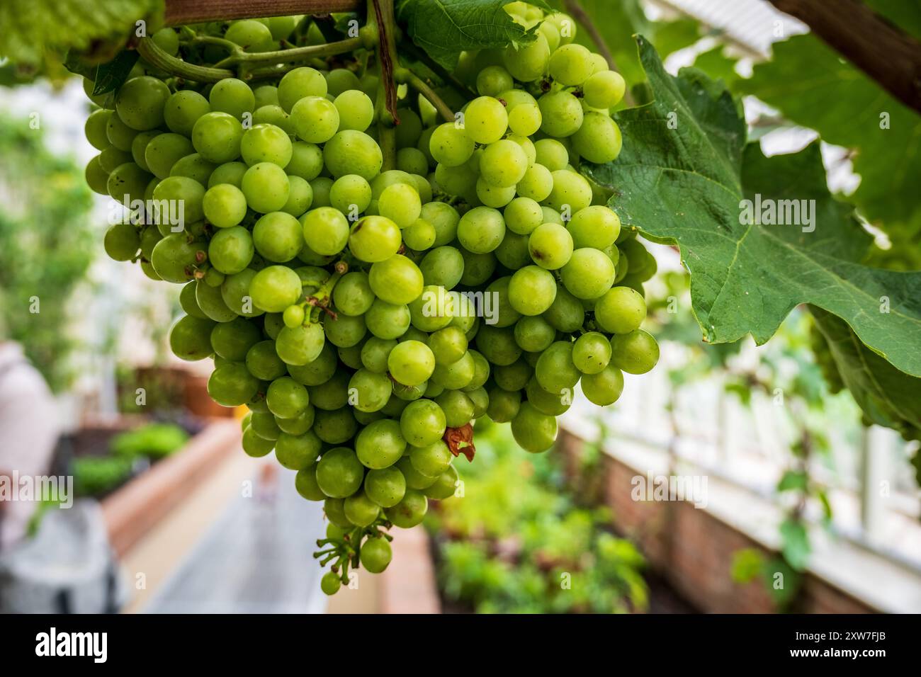 Ein Haufen reifender Trauben hängt an der Rebe. Stockfoto