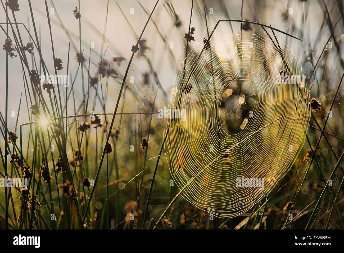 Herbst, Herbstfoto, Spinnennetz, Web, Spun, drehen, Schilf, Gras, Sonnenlicht, Hintergrundbeleuchtung, Etang de la Gruère Stockfoto