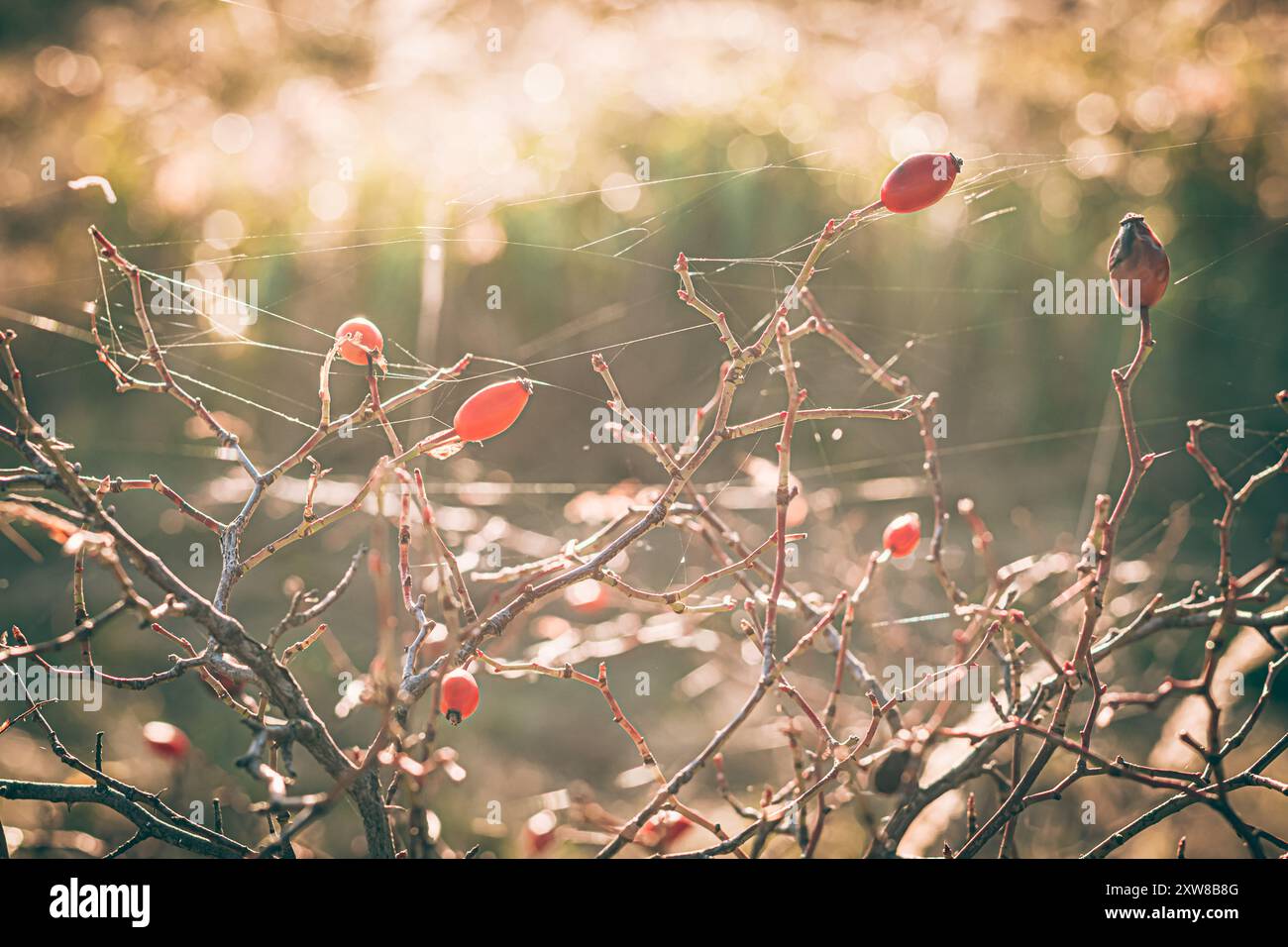 Farbenfroher Herbst in der Natur Stockfoto