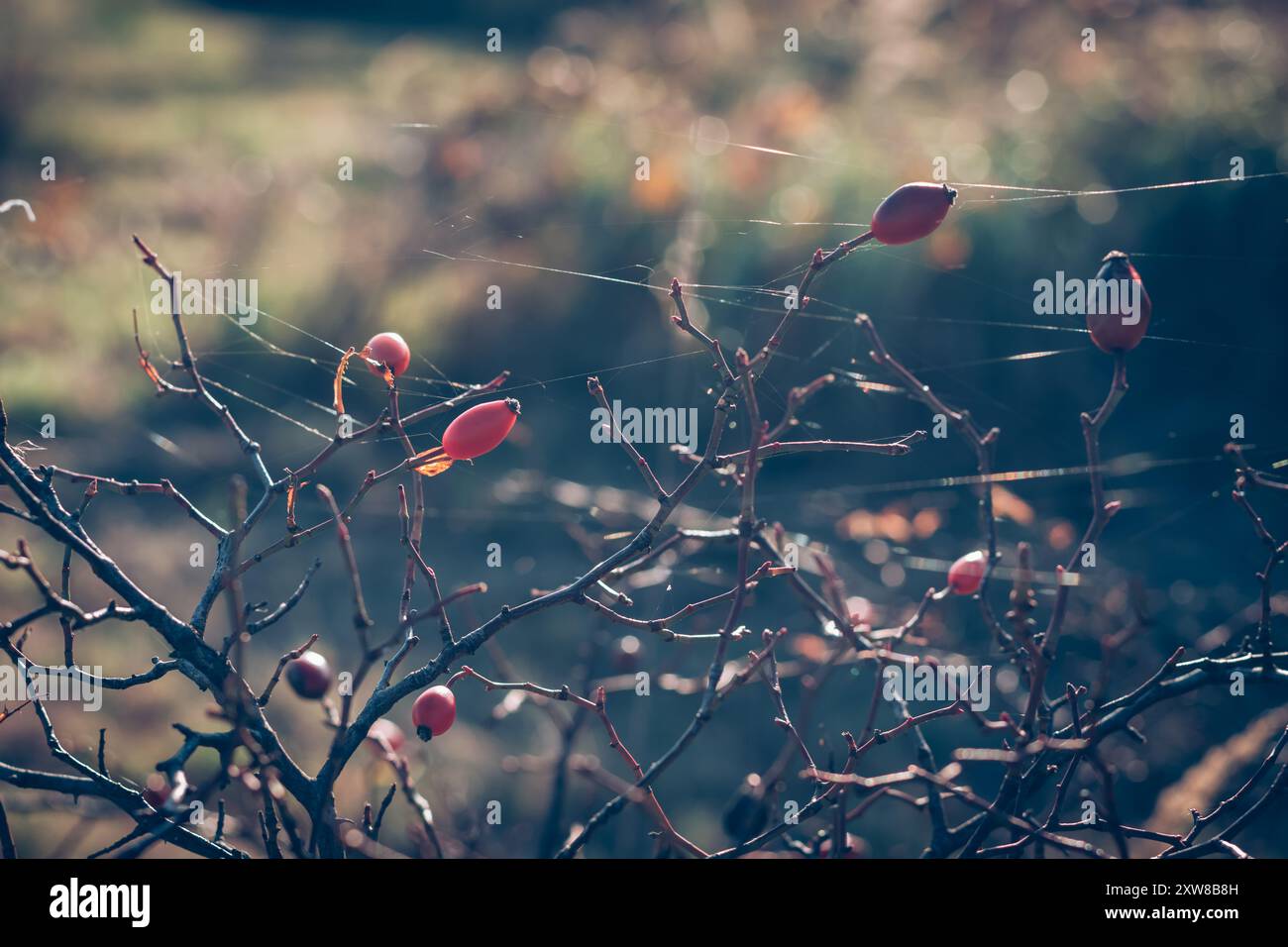 Farbenfroher Herbst in der Natur Stockfoto