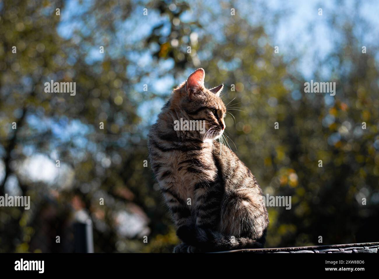 tabby-Katze mit Streifen Stockfoto