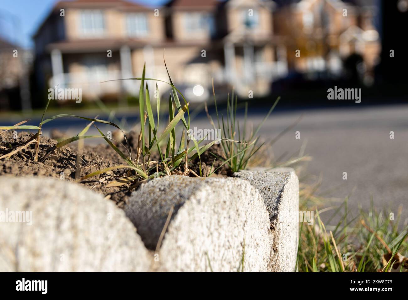 Sonnendurchflutete Grashalme, die von einer Betonkante mit verschwommenen Vorstadthäusern im Hintergrund sprießen - Natur-Widerstandsfähigkeit. Aufgenommen in Toronto, Kanada. Stockfoto