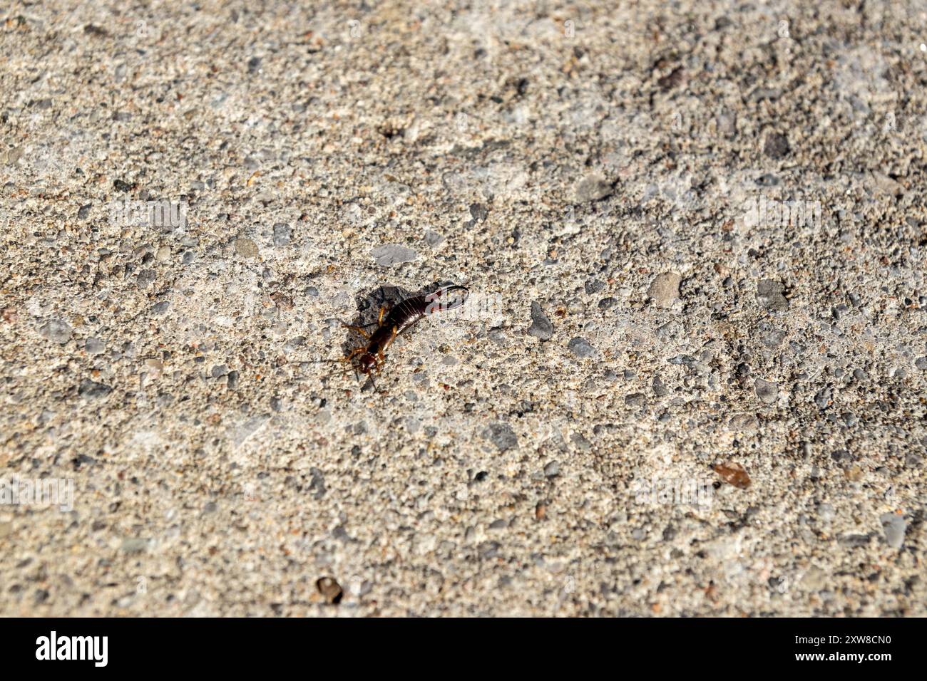 Nahaufnahme der europäischen Ohrmuschel - Forficula auricularia - auf strukturierter Betonoberfläche mit markanten Zangen und rötlich-braunem Korpus. Aufgenommen in Stockfoto