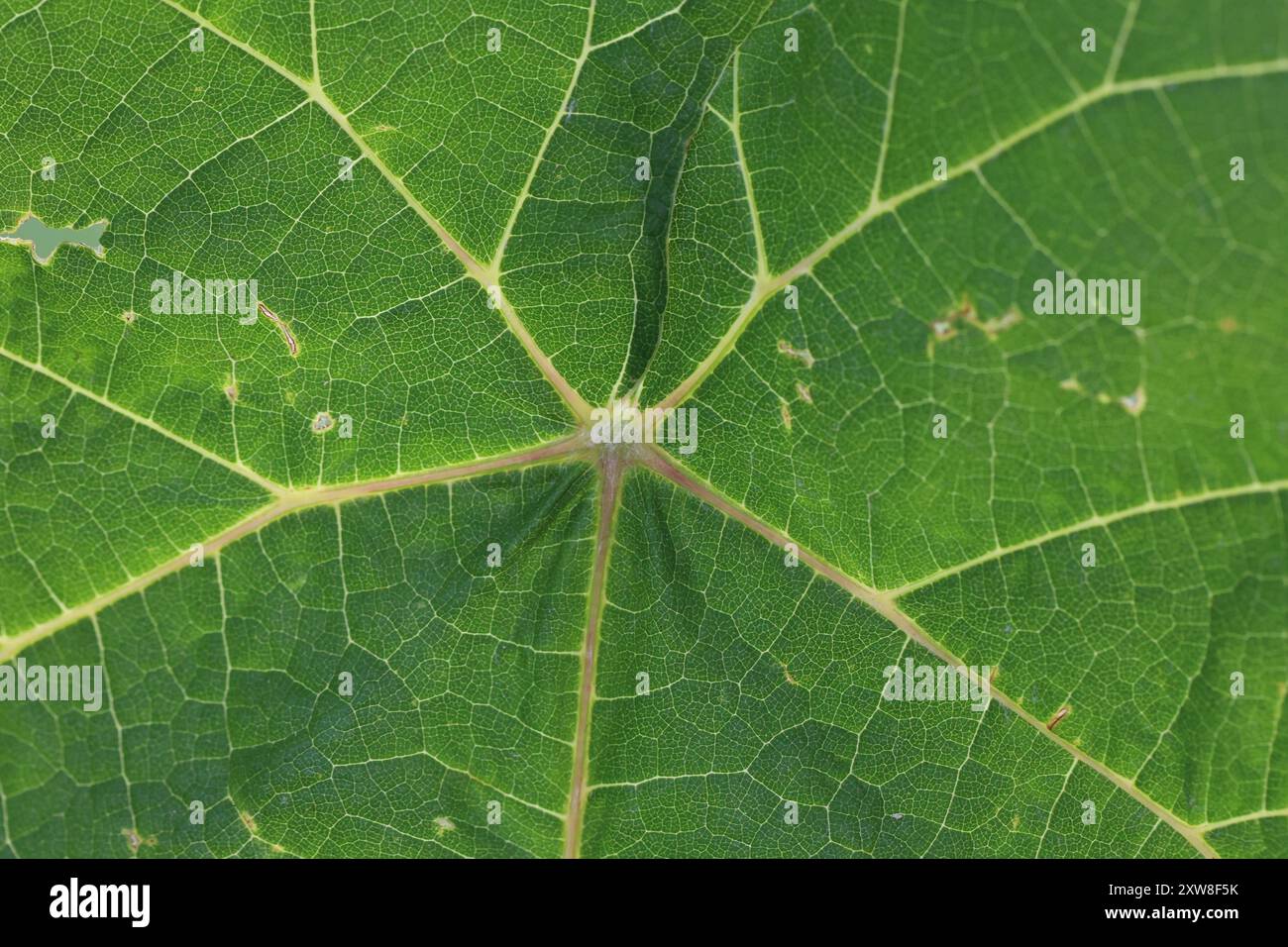 Bright green grape Blätter in das Licht des Tages. Stockfoto