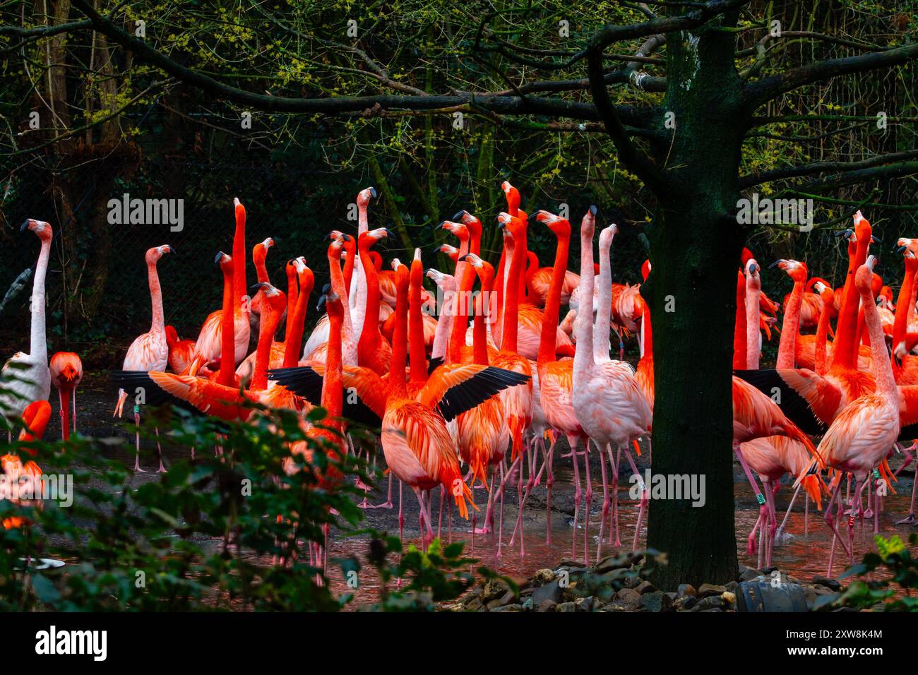 Eine lebhafte Ansammlung von Flamingos in einer üppig grünen Umgebung mit ihren markanten rosa und orangen Federn. Die Szene fängt den Beau ein Stockfoto