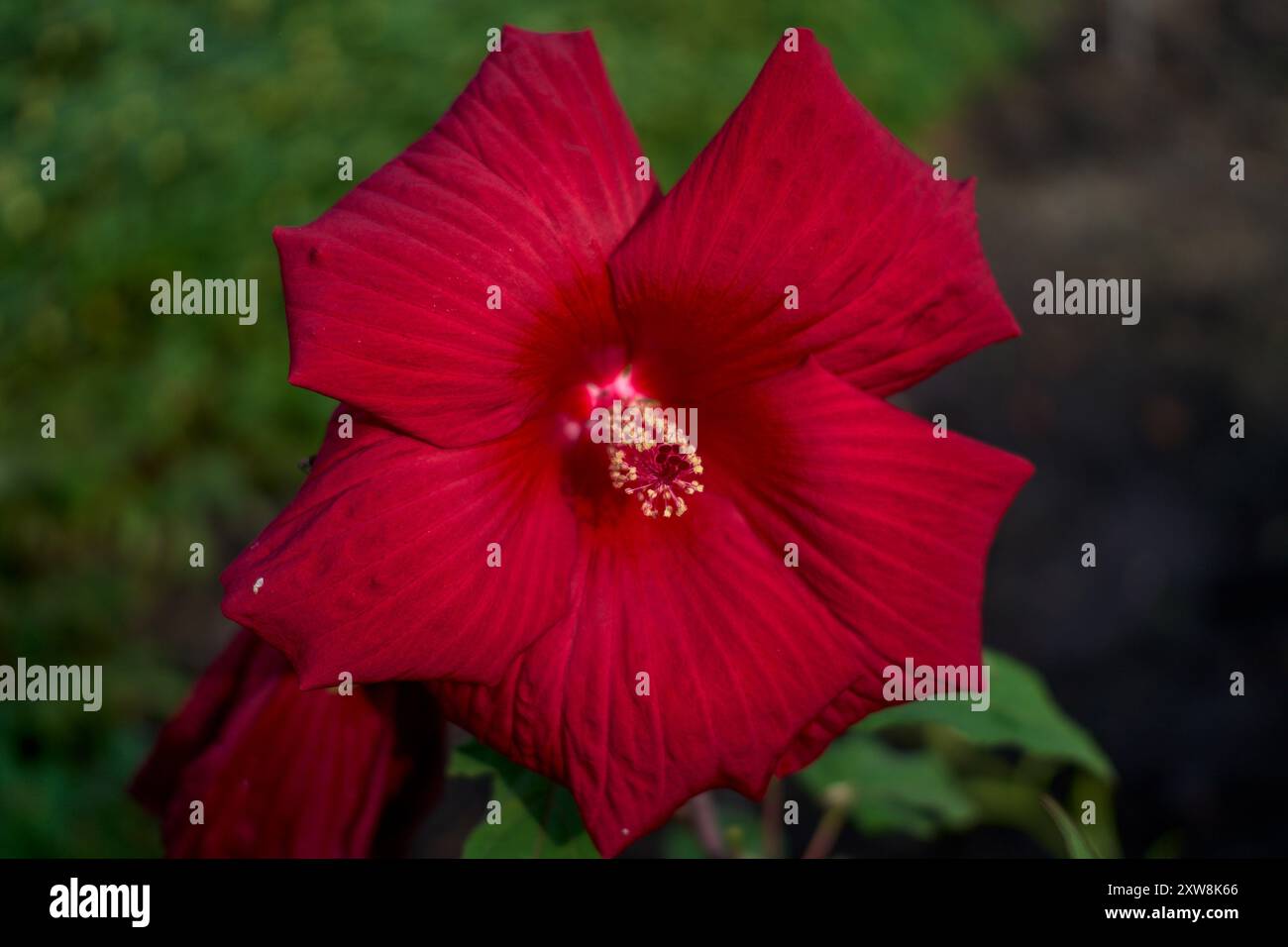 Üppige bunte Hibiskusblüte aus nächster Nähe Stockfoto