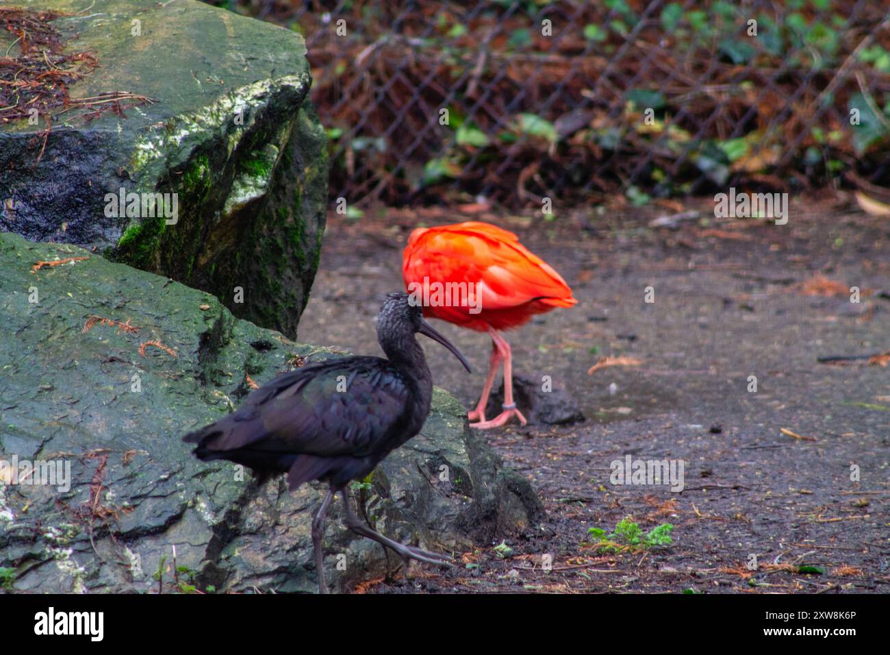 Eine eindrucksvolle Szene mit zwei Vögeln in einer natürlichen Umgebung. Ein Vogel ist ein leuchtendes Orange, der andere ein dunkles Schwarz. Sie befinden sich in der Nähe eines r Stockfoto