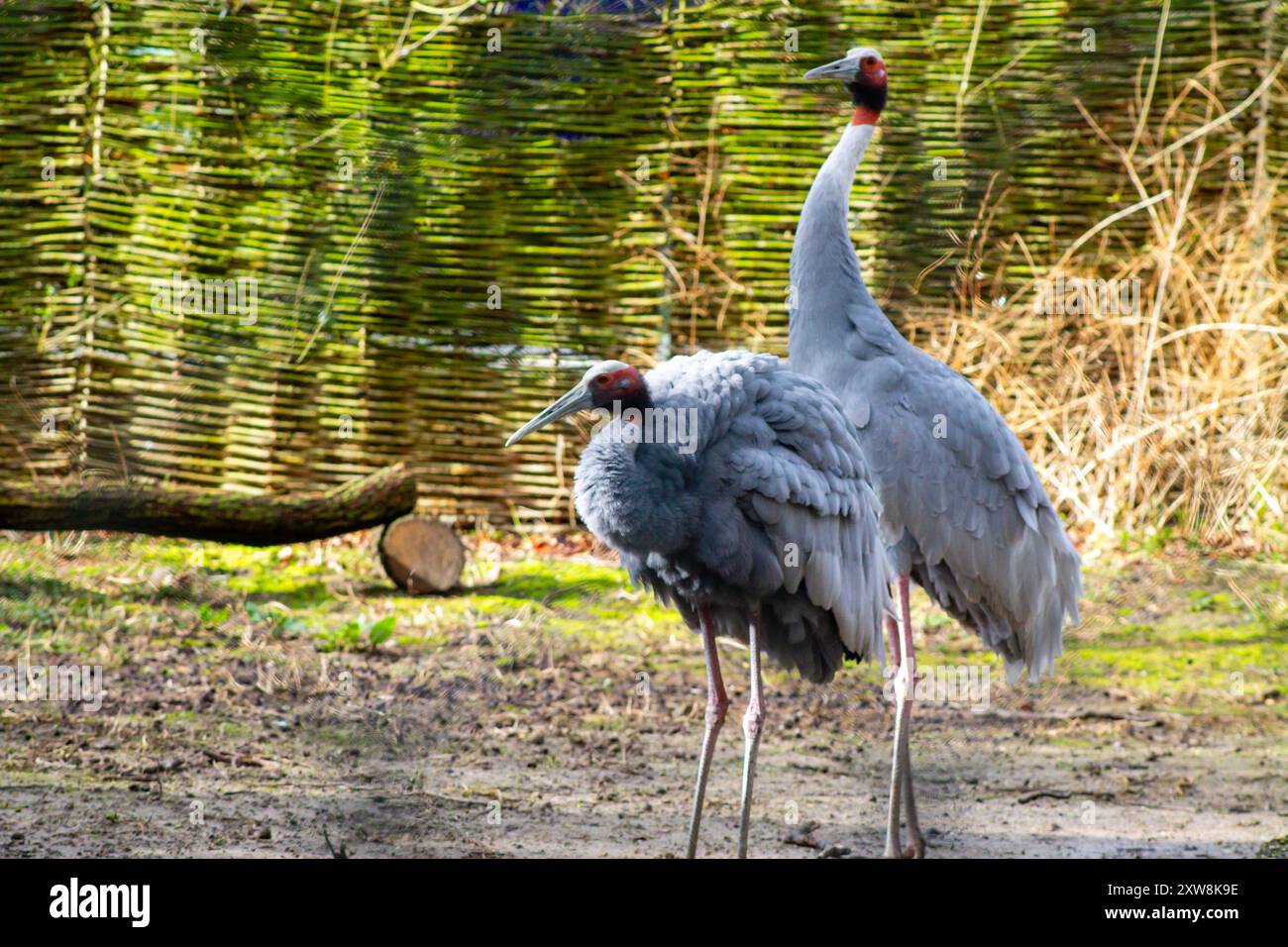 Zwei Kräne stehen in einer natürlichen Umgebung, einer in aufrechter Position und der andere leicht gebeugt. Der Hintergrund ist mit einem gewebten Zaun und einem Zaunholz versehen Stockfoto