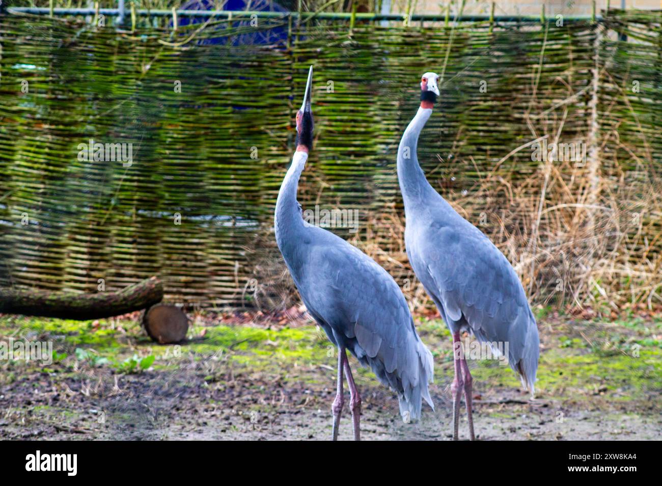 Zwei elegante graue Kräne stehen in einer natürlichen Umgebung, mit einem gewebten Zaun im Hintergrund. Ein Kran ruft und zeigt seinen langen Hals und sl Stockfoto