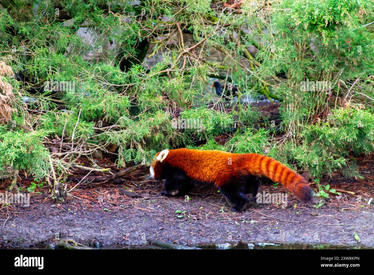 Ein roter Panda, der auf dem Boden in der Nähe von Grün spaziert. Das Tier hat ein markantes rötlich-braunes Fell mit buschigem Schwanz, das in Orange und b erkennbar ist Stockfoto