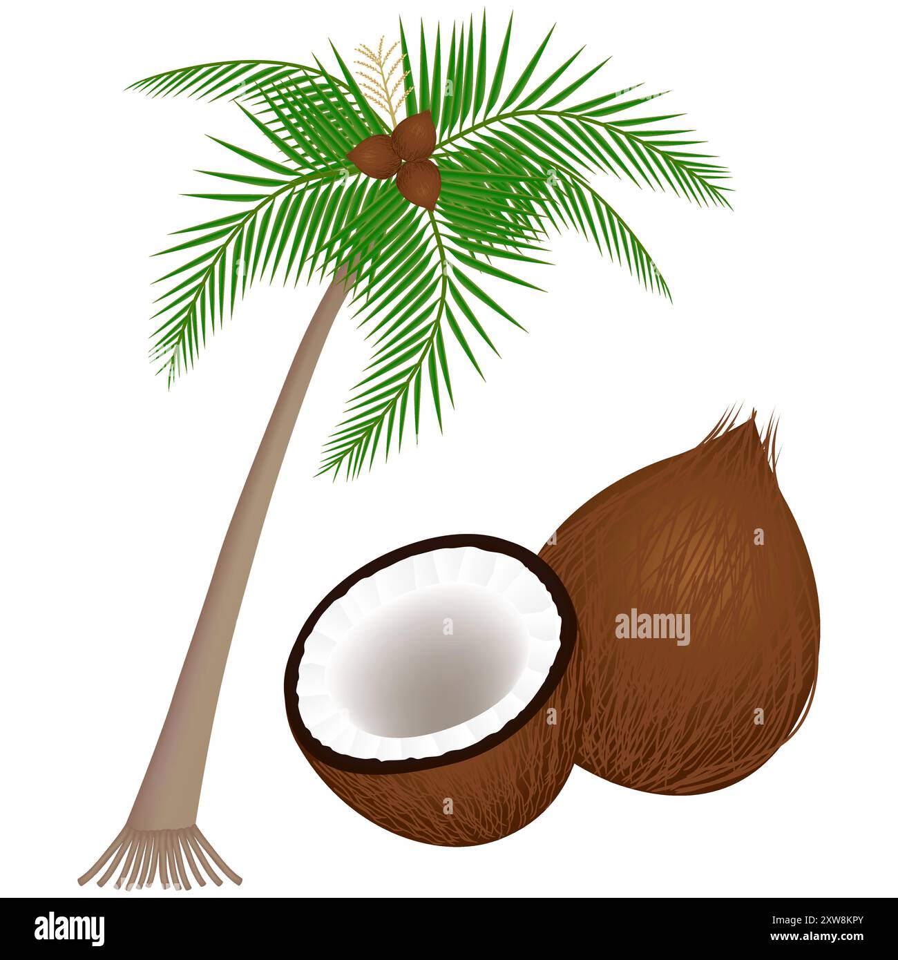 Teil einer Kokospflanze auf weißem Hintergrund. Stock Vektor