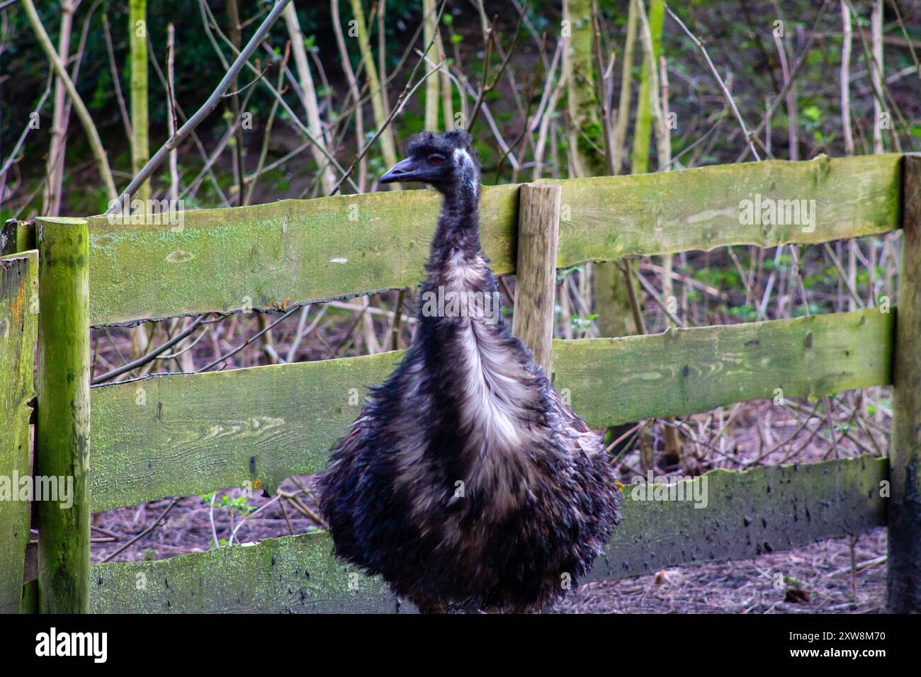 Eine ewu, die neben einem Holzzaun in einem bewaldeten Gebiet steht. Der Vogel hat ein flauschiges, dunkles Gefieder und einen neugierigen Ausdruck. Im Hintergrund befinden sich Bäume und Stockfoto