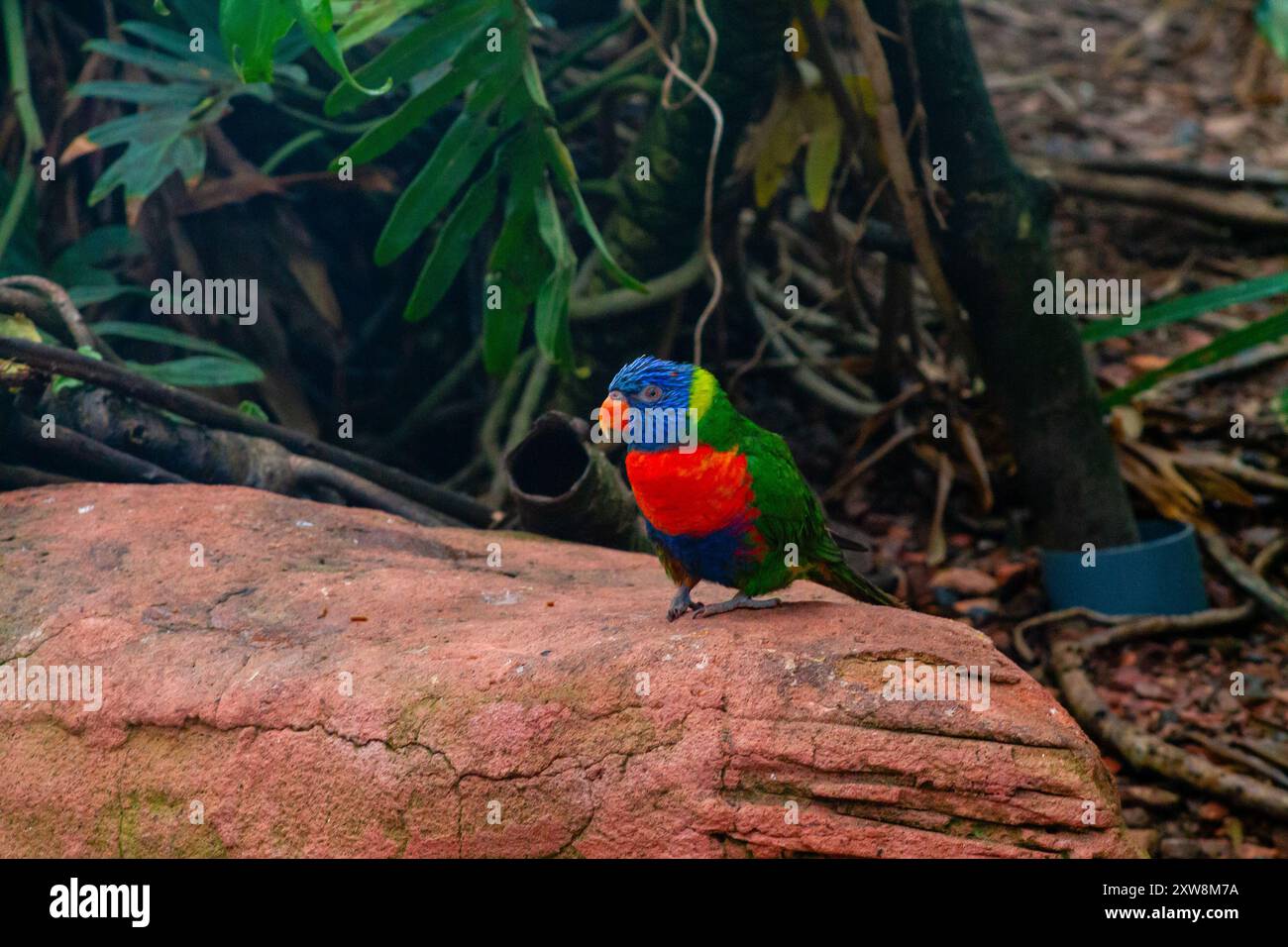 Ein farbenfroher Lorikeet auf einem Felsen, umgeben von üppigem Grün. Der Vogel hat ein leuchtendes blaues, grünes und rotes Gefieder, das seine auffällige Farbe zeigt Stockfoto