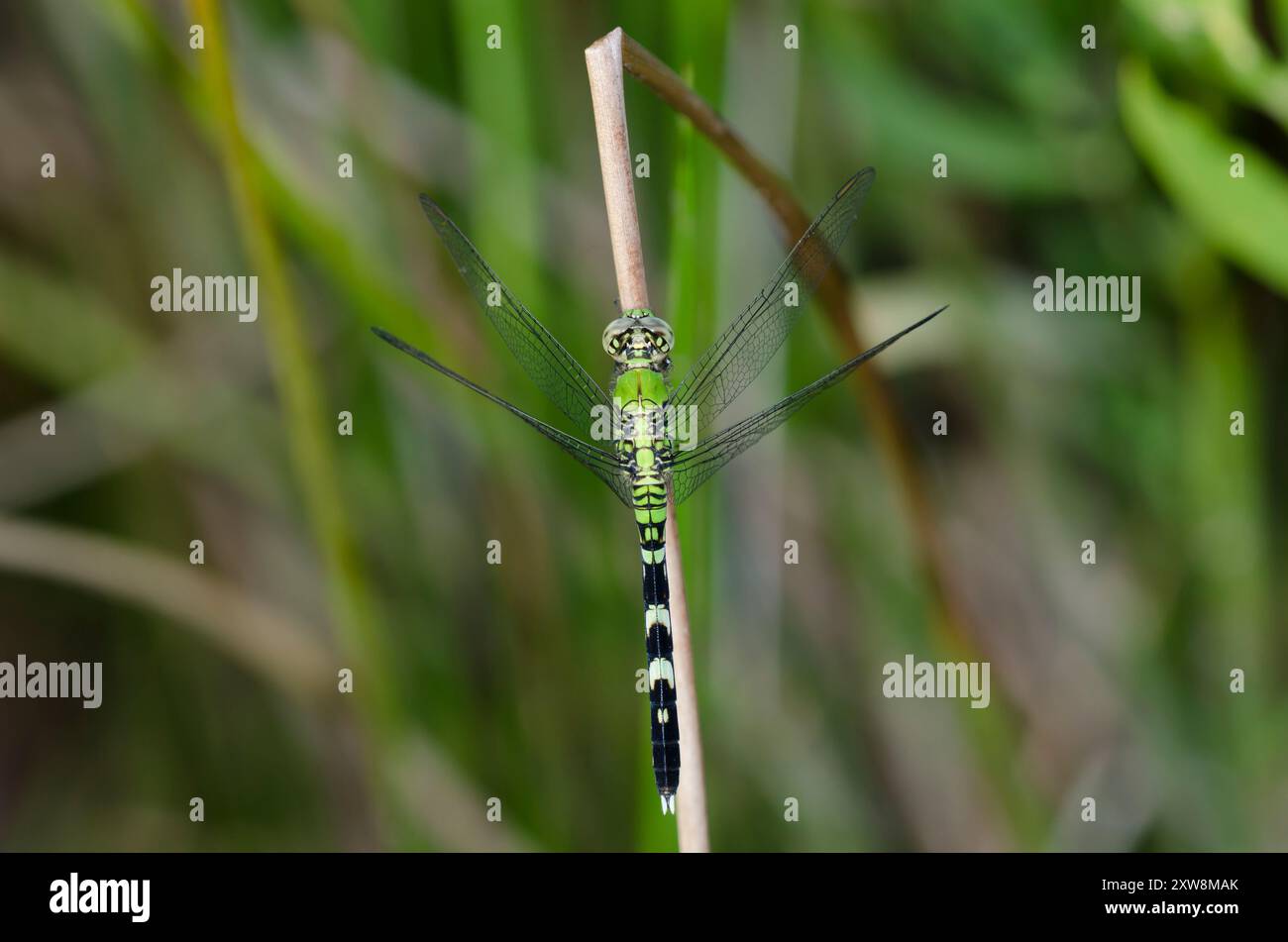 Östlichen Pondhawk, Erythemis simplicicollis, männlich Stockfoto