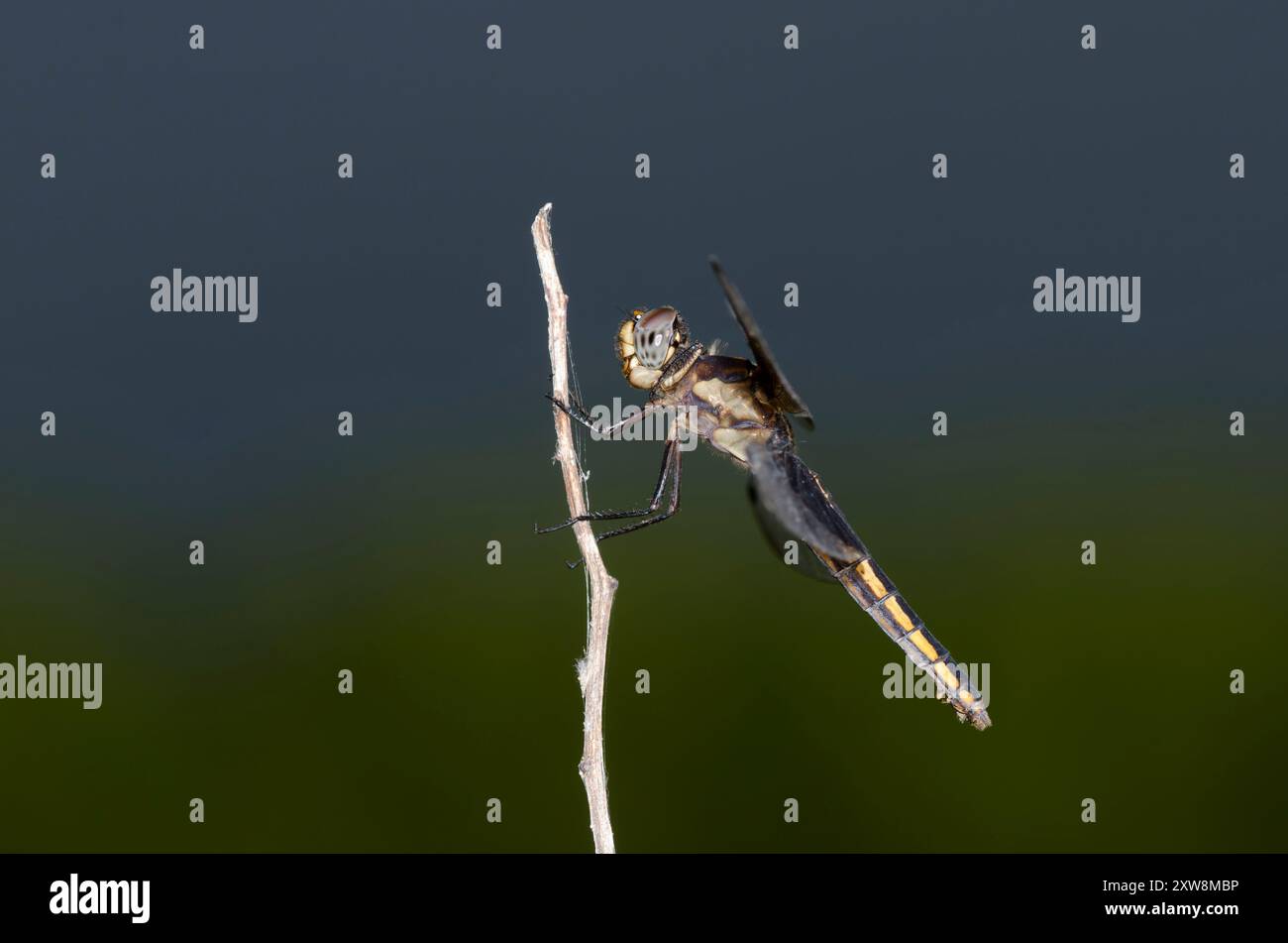 Witwe Skimmer, Libellula luctuosa, Weiblich Stockfoto