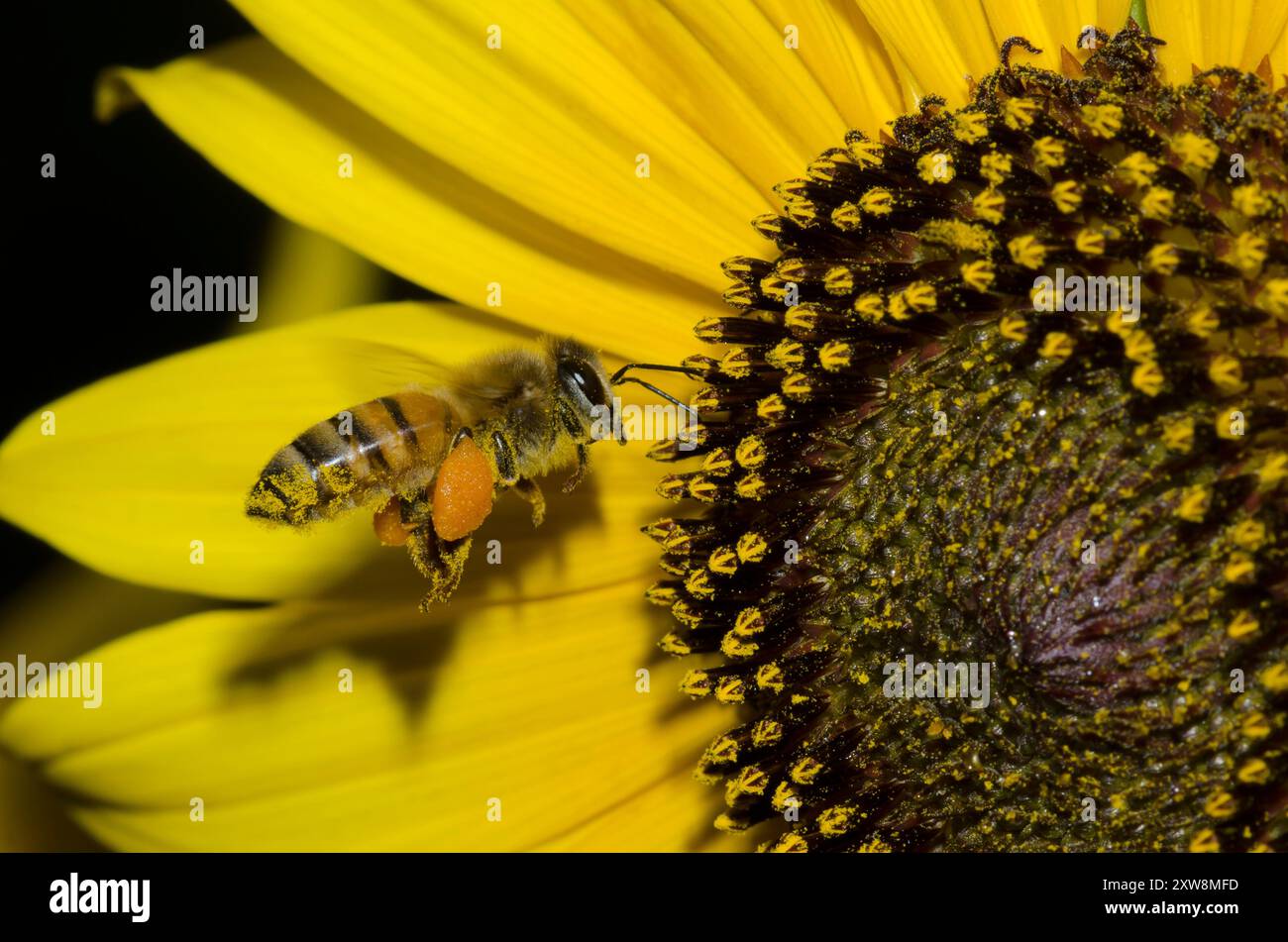 Honigbiene, APIs mellifera, Reiben und Füllen von Pollensäcken, während sie über gewöhnliche Sonnenblume, Helianthus annuus, schweben Stockfoto