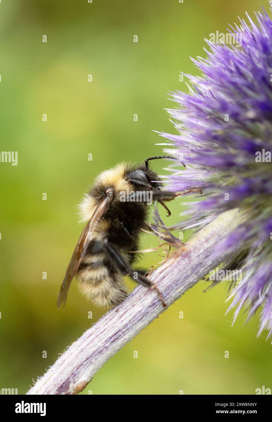 Feldkuckuckshummel (Bombus campestris) Terelj-Nationalpark, Mongolei auf der Suche nach Globe Thistle (Echinops) Stockfoto