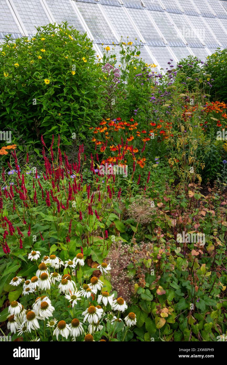 Im Spätsommer grenzt die Blume in den Quarry Bank Gardens, Styal, Cheshire, England Stockfoto