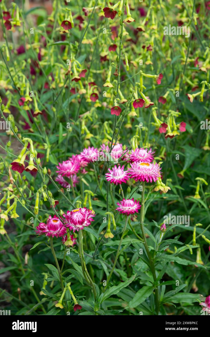 Rosafarbenes jährliches Helichrysum und Nicotiana „Tinkerbell“ blühen in einem Sommergarten Stockfoto