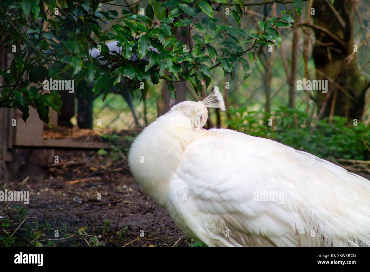 Ein weißer Pfau, der seine Federn in einer natürlichen Umgebung pflegt. Der Vogel ist teilweise von Laub verborgen und zeigt sein elegantes Gefieder und sein einzigartiges Wappen. Stockfoto