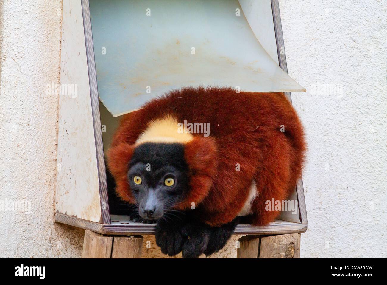 Ein brauner und schwarzer Lemur mit auffälligen gelben Augen, der in einem Holzbau thront. Der Lemur hat ein dickes, flauschiges Fell mit einem markanten Farbmuster Stockfoto