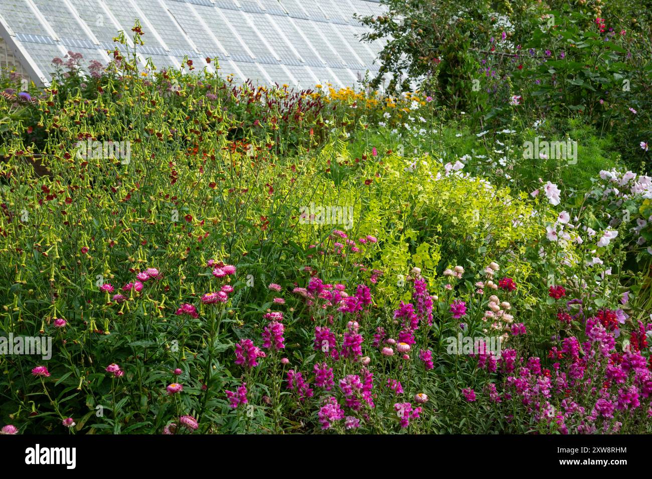 Im Spätsommer grenzt die Blume in den Quarry Bank Gardens, Styal, Cheshire, England Stockfoto